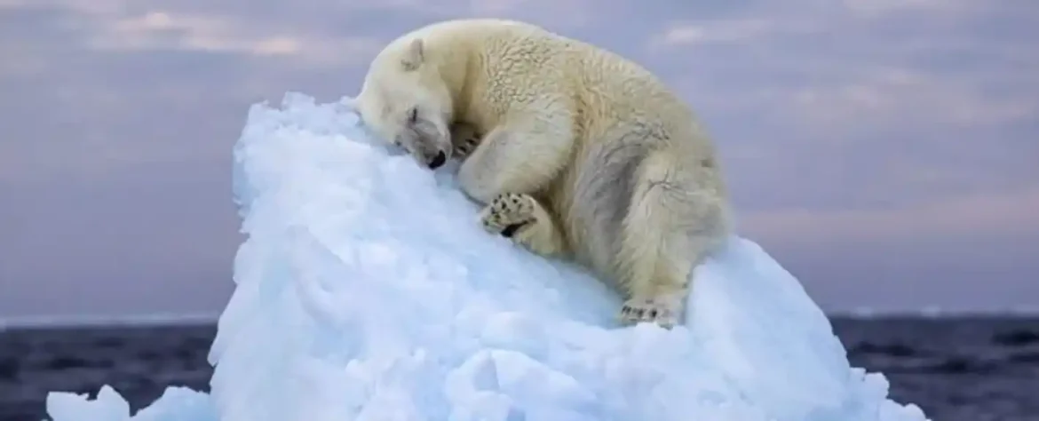 Zapanjujuća nagrađivana fotografija ranjivog polarnog medveda uzburkava srce