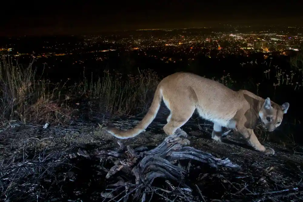 Očekuje se da će se čovek koji je preživeo napad kalifornijskog planinskog lava oporaviti