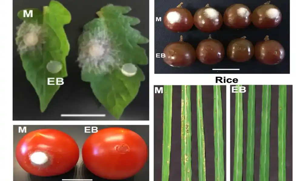 Biolozi identifikuju obećavajuće nove fungicide