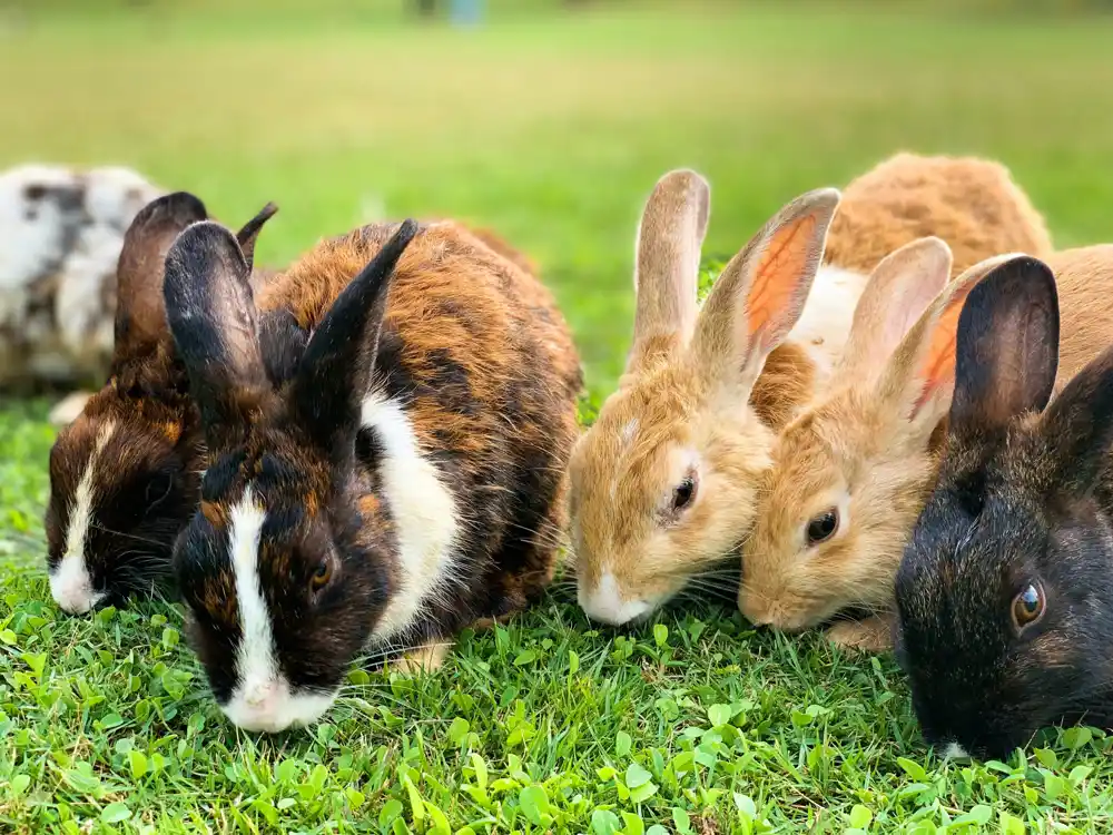 Britanski vlasnici zečeva mogu prepoznati bol kod svojih ljubimaca, otkriva studija