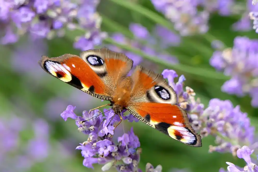 Brojanje leptira smanjuje anksioznost, pokazuje studija