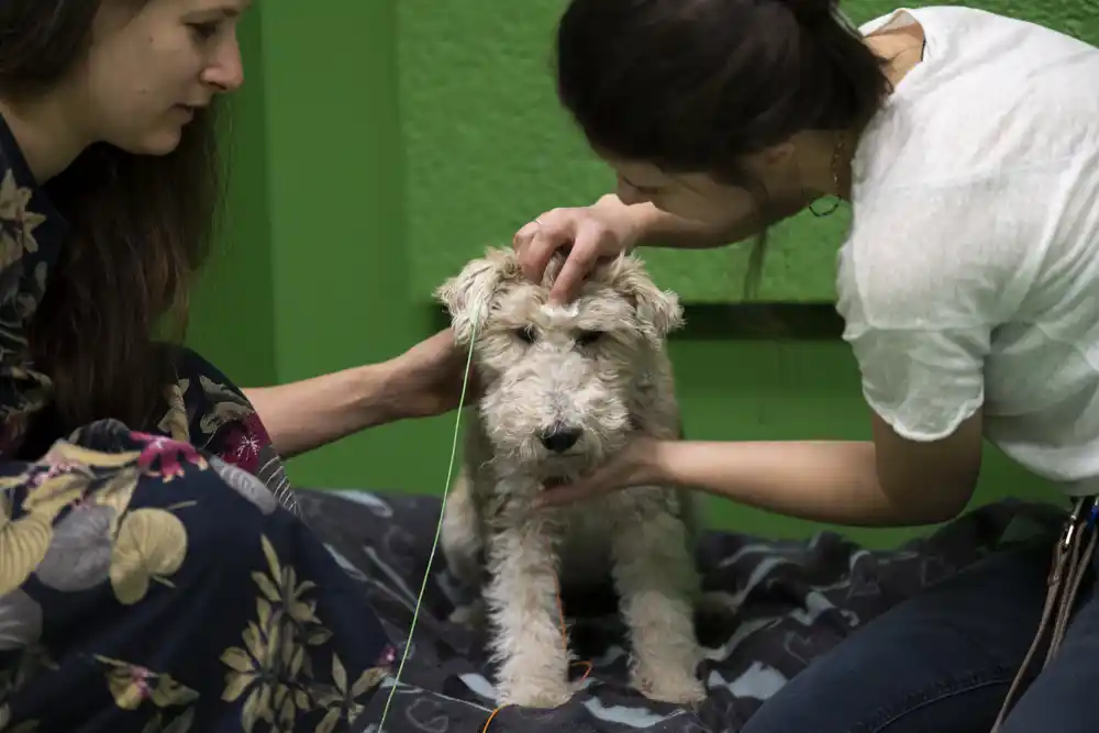 Da li vaš pas razume kada kažete ‘donesi loptu’? Nova studija u Mađarskoj kaže da