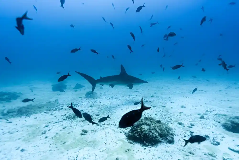 Galapagos: Oaza života pod napadom industrijskog ribolova