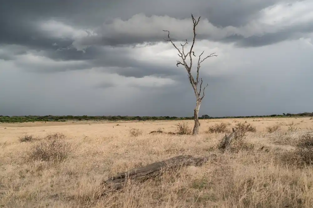 El Nino povećava rizik za bezbednost hrane u južnoj Africi