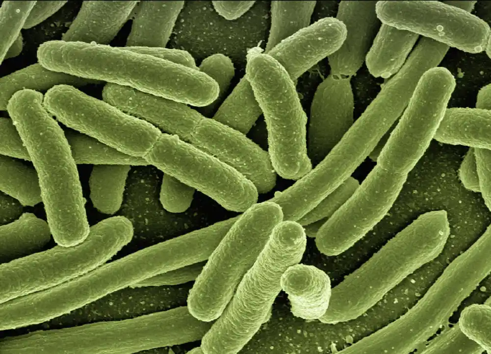 Studija naglašava nove strategije za borbu protiv bakterija otpornih na lekove