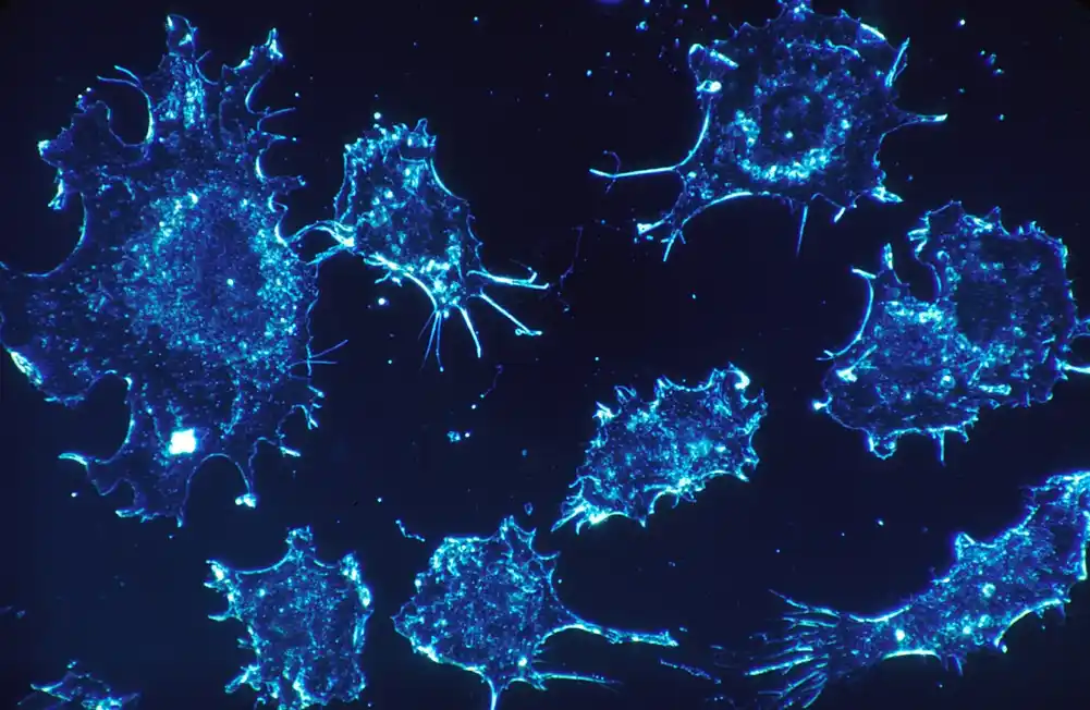 Istraživači ciljaju na sposobnost raka da preživi na niskim nivoima kiseonika