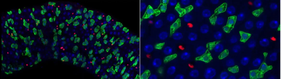 Istraživači otkrivaju novi mehanizam koji reguliše crevne matične ćelije