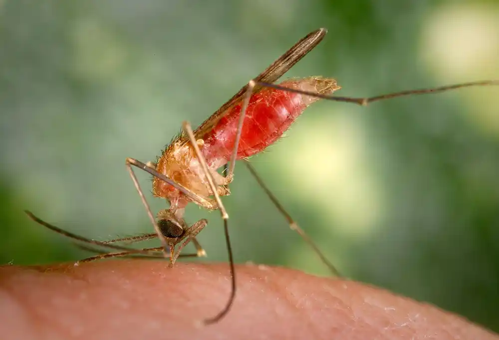 Istraživači podržavaju povećano genomsko sekvenciranje denga groznice za efikasniju prevenciju