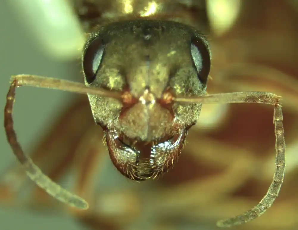Istraživanje supergena rešava misteriju sitnih kraljica mrava