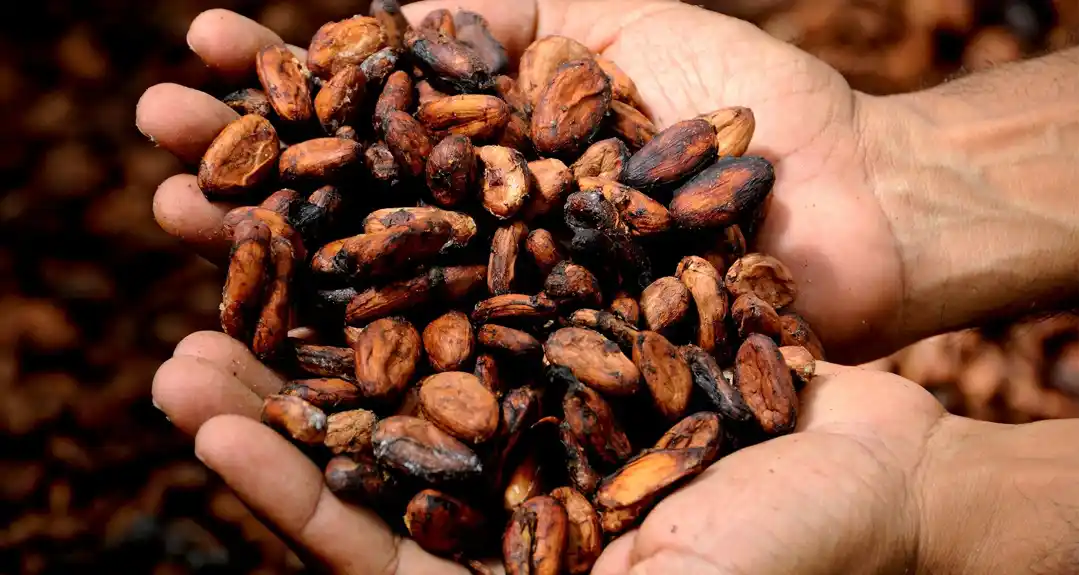 Nedostatak kakao zrna ugrožava industriju čokolade