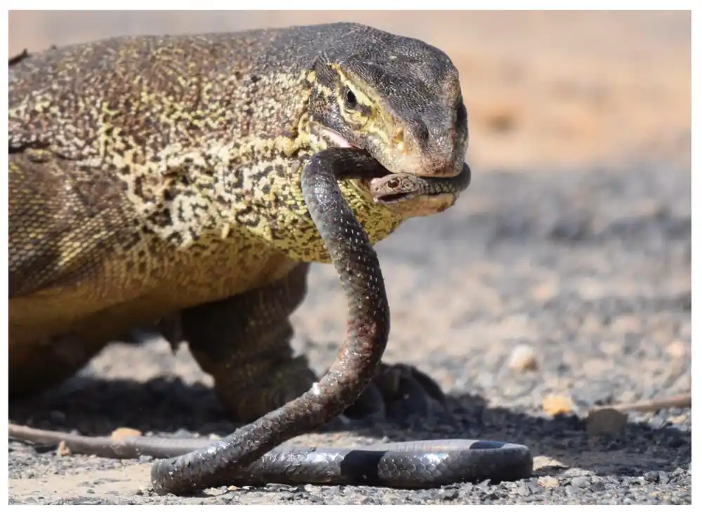 Kako gušteri izbegavaju da ih ubiju zmije otrovnice