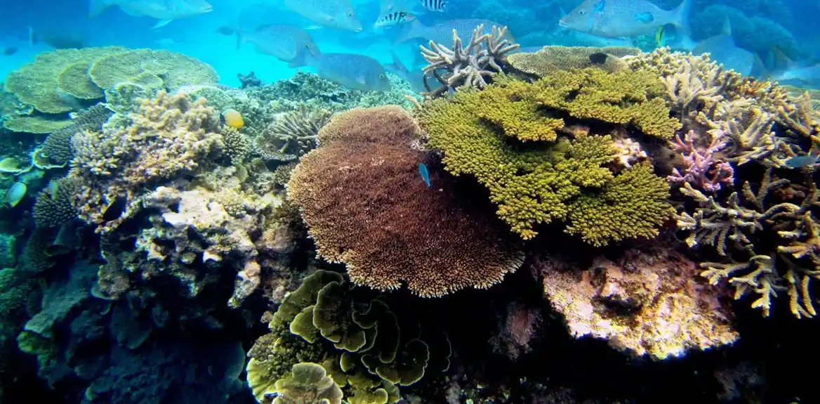 Naučnici zamrzavaju korale kako bi ponovo naselili buduće okeane