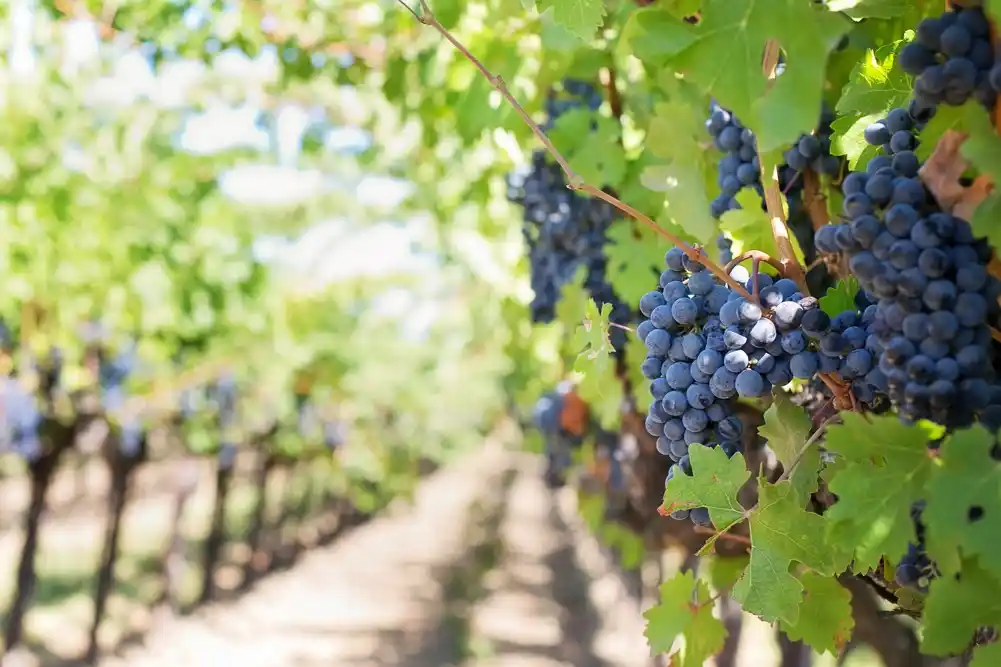 Kako klimatske promene mogu uticati na mikrobe koji fermentiraju grožđe i daju vinu specifične ukuse