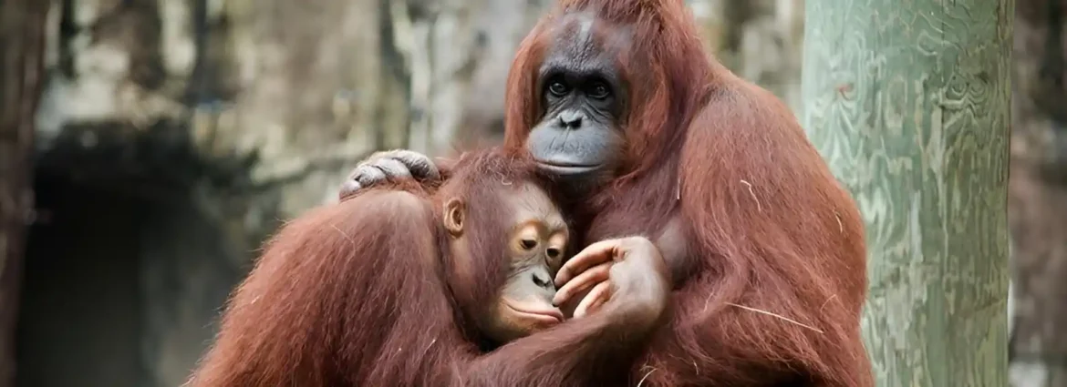 Kako nam ekrani osetljivi na dodir i uređaji za praćenje očiju mogu reći nešto o životu orangutana