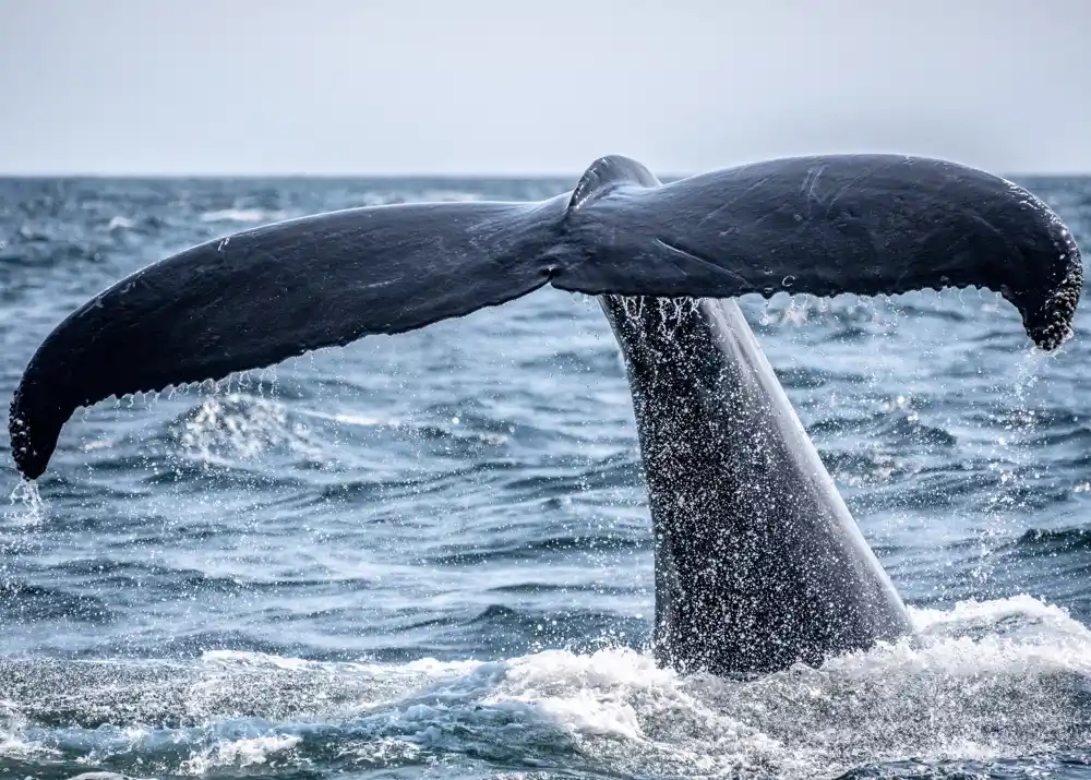 Kitovi u postmenopauzi mogu pomoći da se reši misterija dugovečnosti žena