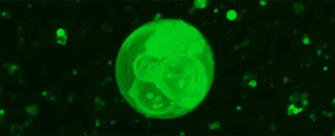 Kapljice tečnosti oblikuju kako ćelije reaguju na promene, pokazuje studija