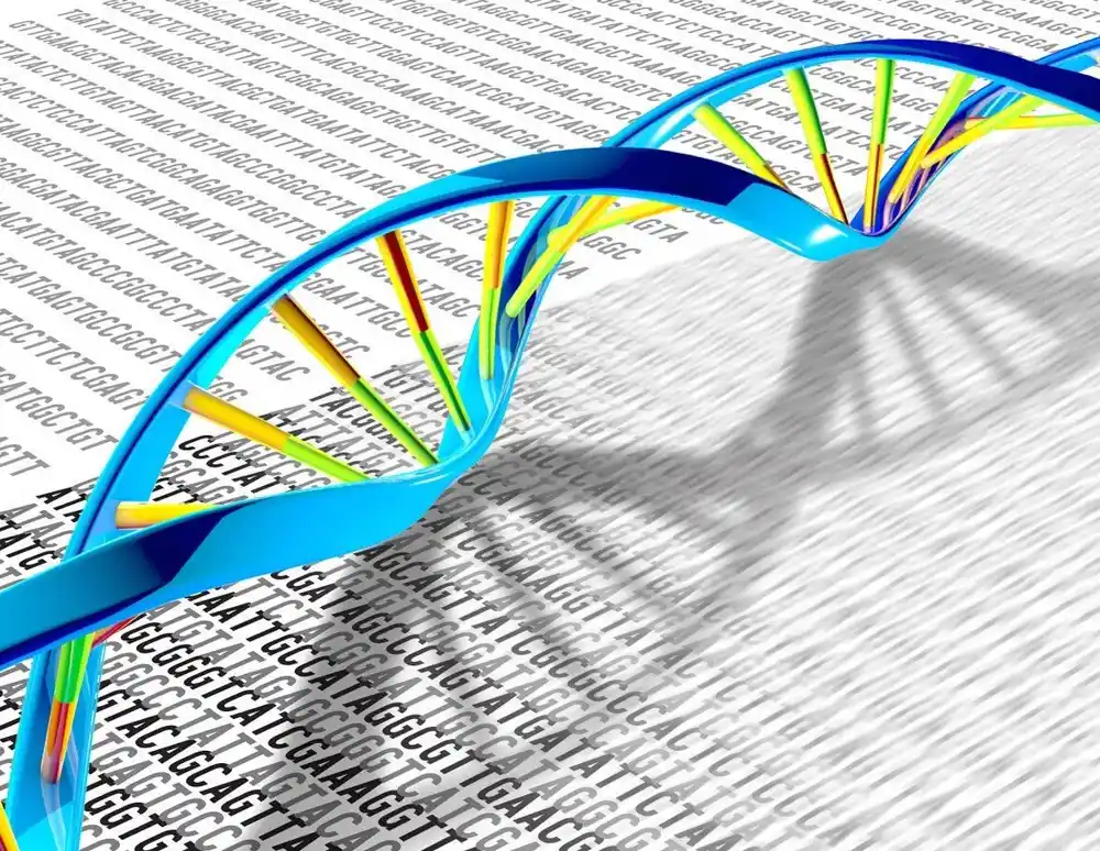 Naučnici otkrivaju ključni mehanizam kontrole kvaliteta u replikaciji DNK