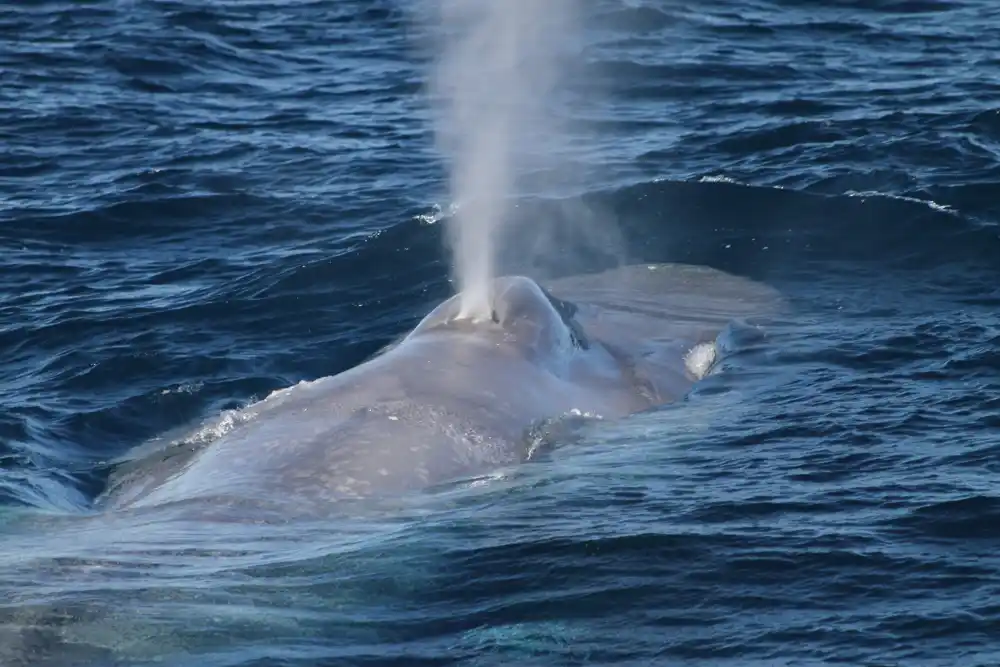 Naučnici procenjuju trenutni status populacija plavih kitova širom sveta