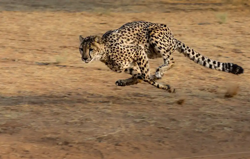 Nova studija otkriva zašto su srednje veličine životinja poput geparda najbrže