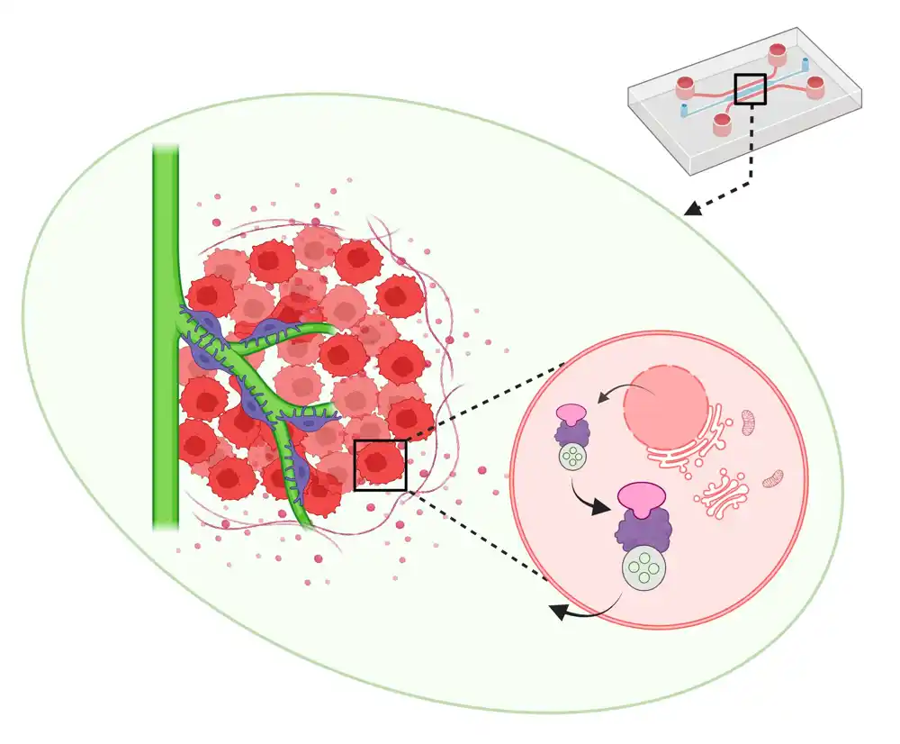 Novi alveolarni meki sarkomski čip može oponašati mikrookruženje tokom angiogeneze