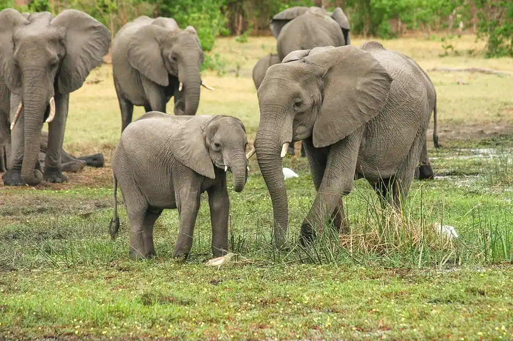 Slonovi koriste gestove i glasovne znakove kada se pozdravljaju, navodi studija