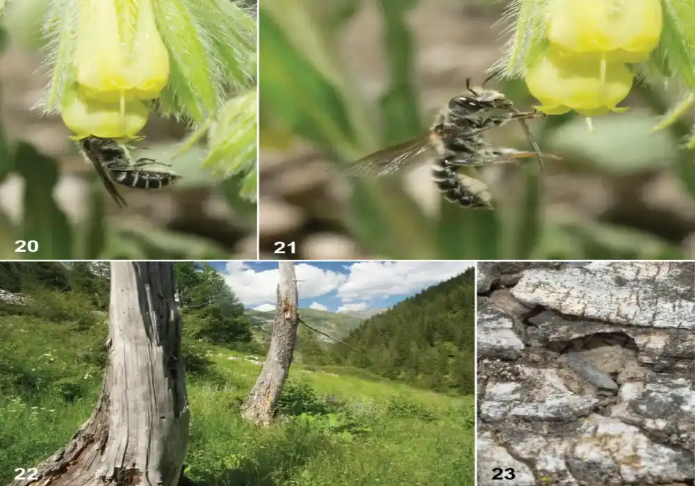 Otkriće retkih vrsta pčela povezuje francuske Alpe sa udaljenim regionima u Turskoj i Iraku