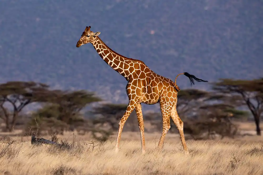 Revizija taksonomije žirafa: Kako genetika otkriva složenost evolucije