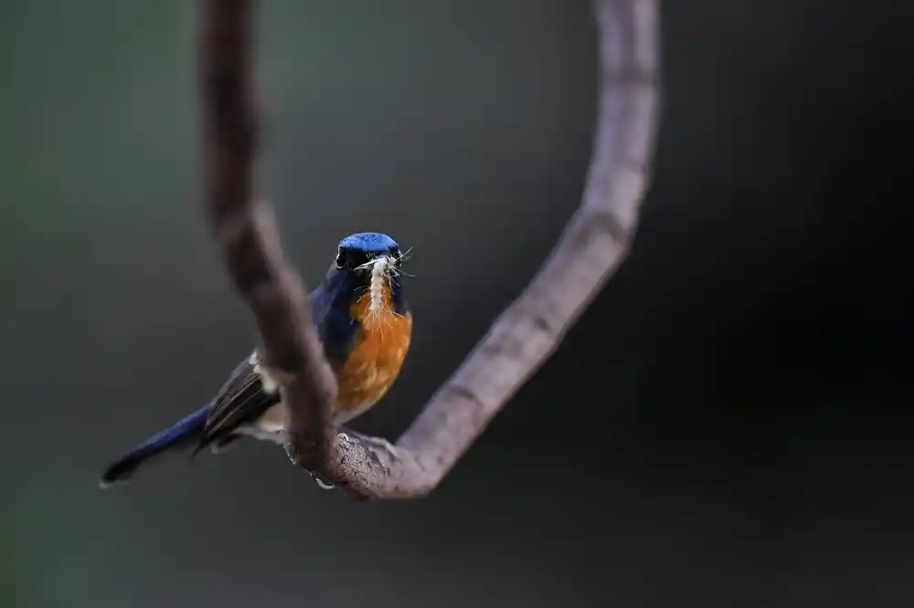 Ptice i bube bi mogle da pomognu u zameni pesticida