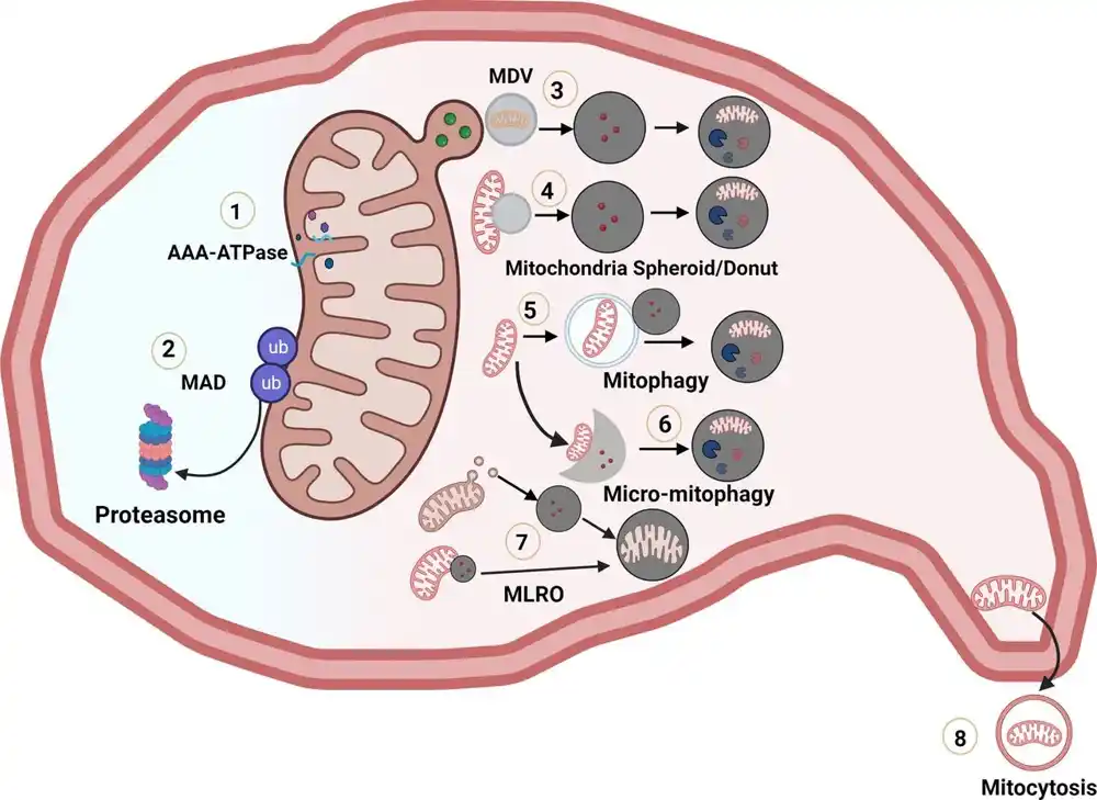 Razumevanje hronične bolesti jetre kroz mitohondrije