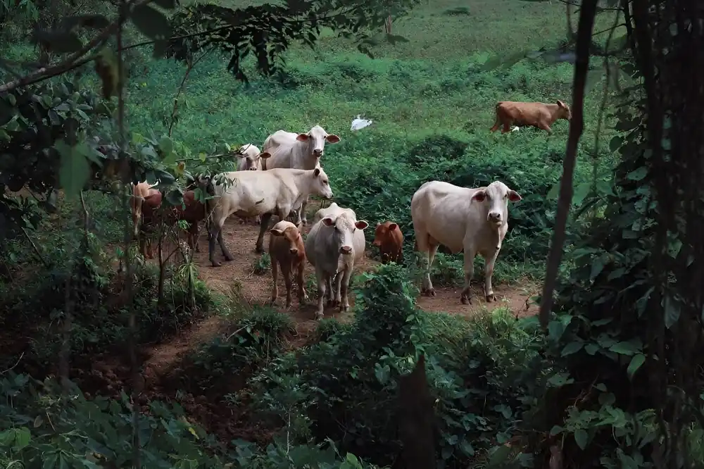 Studija otkriva ‘značajno znanje farmera’ o aspektima rizika od antibiotika