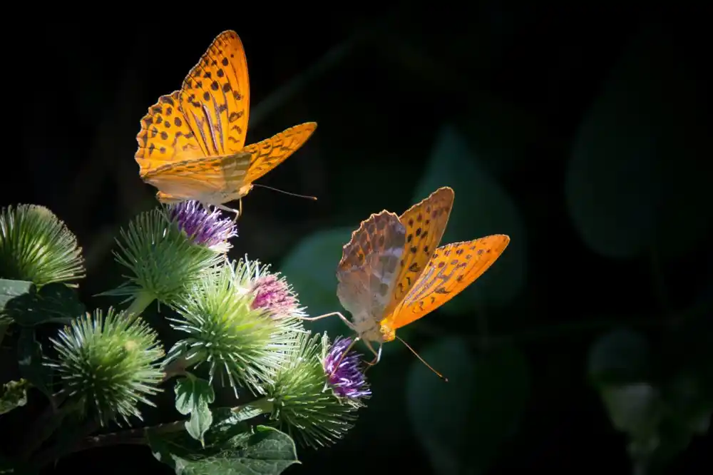 Tri načina na koja klimatske promene guraju leptire i moljce do njihovih granica