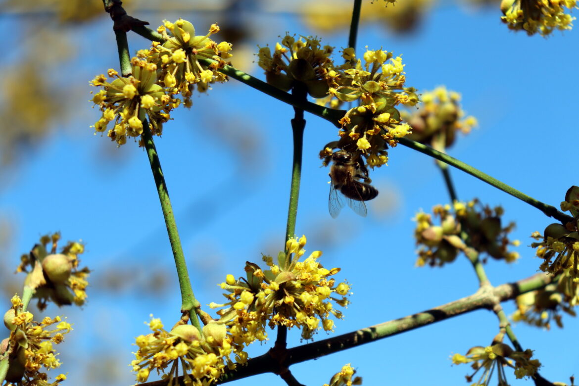 Danas pretežno sunčano, temperatura do 16 stepeni