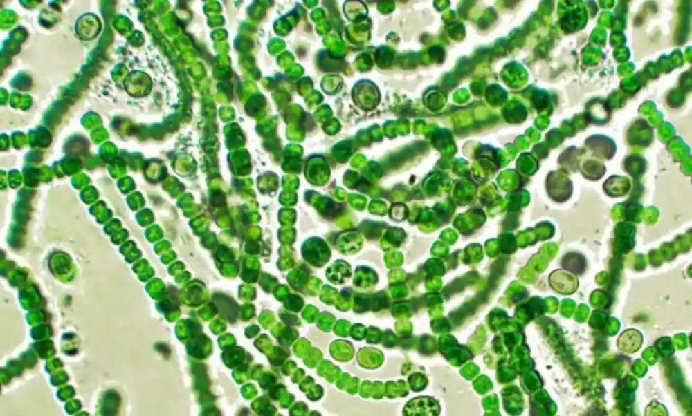 Istraživači otkrivaju ranije nepoznati gen koji indirektno promoviše fotosintezu u plavo-zelenim algama