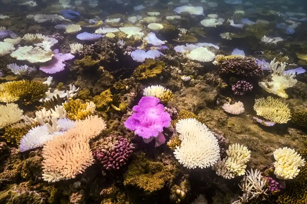 Australijski Veliki koralni greben se bori da preživi