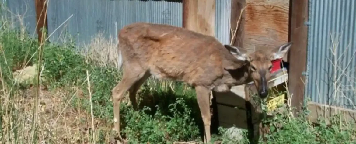 Bolest ‘Zombi jelena’: Sumnja se na prenos zoonoza nakon dve ljudske smrti