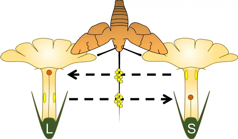 Botaničari analiziraju ulogu oprašivača u evoluciji cveća sa različitim polnim oblicima