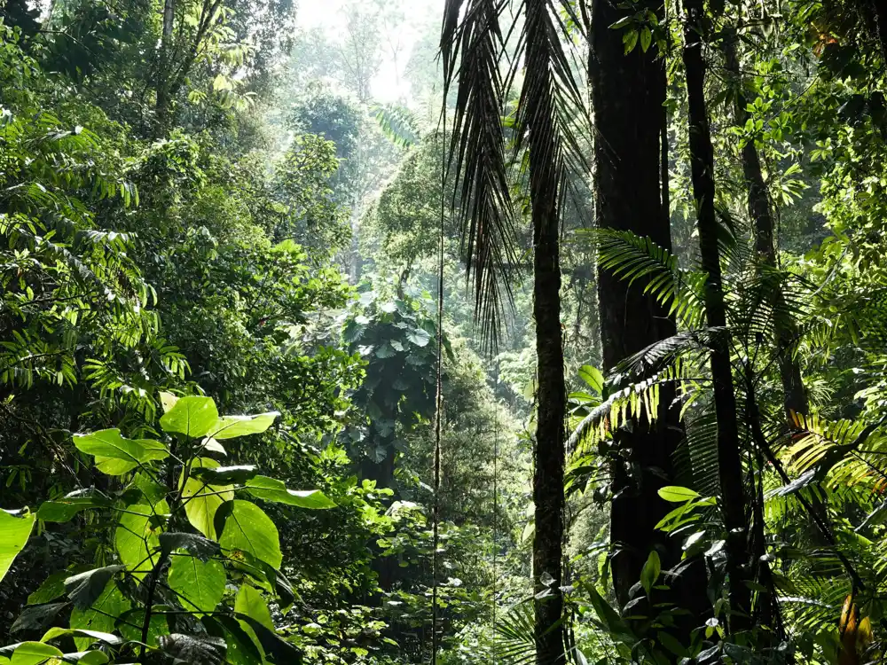 Davanje pravne ‘ličnosti’ prirodi je rastući pokret: može li zaustaviti gubitak biodiverziteta?