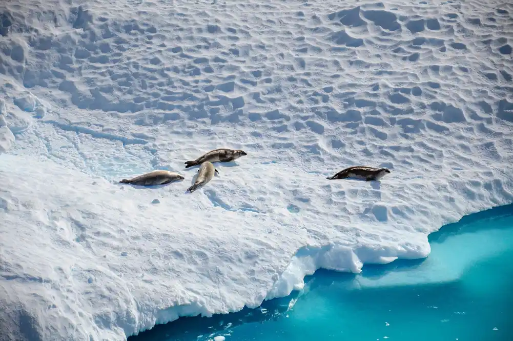 Ozonske rupe iznad Antarktika izlažu mladunčad foka i pingvina mnogo više UV zračenja