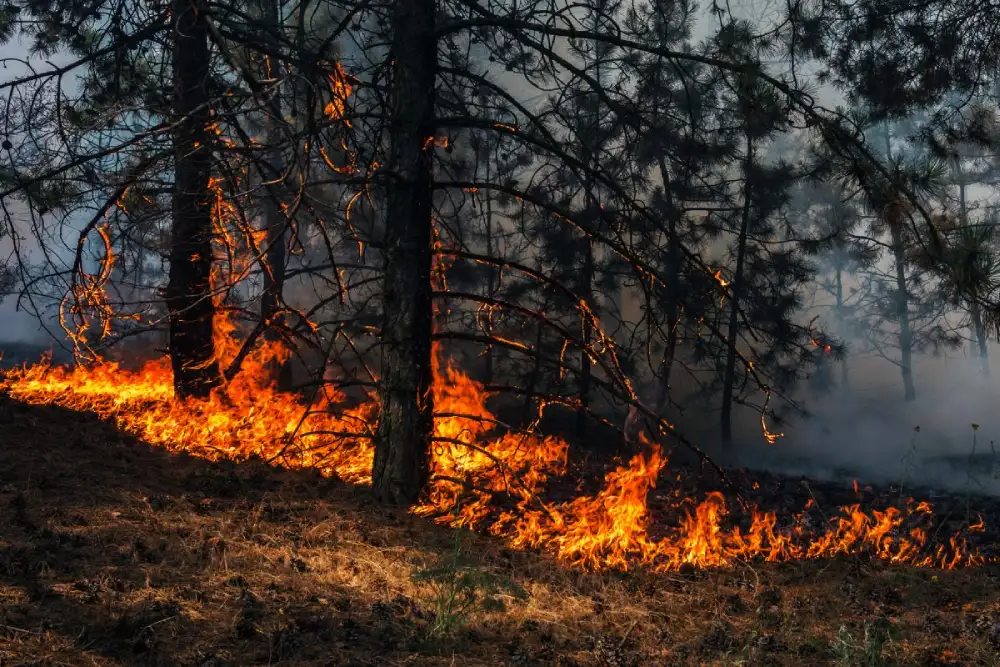Požar na Durmitoru, ugrožen biodiverzitet