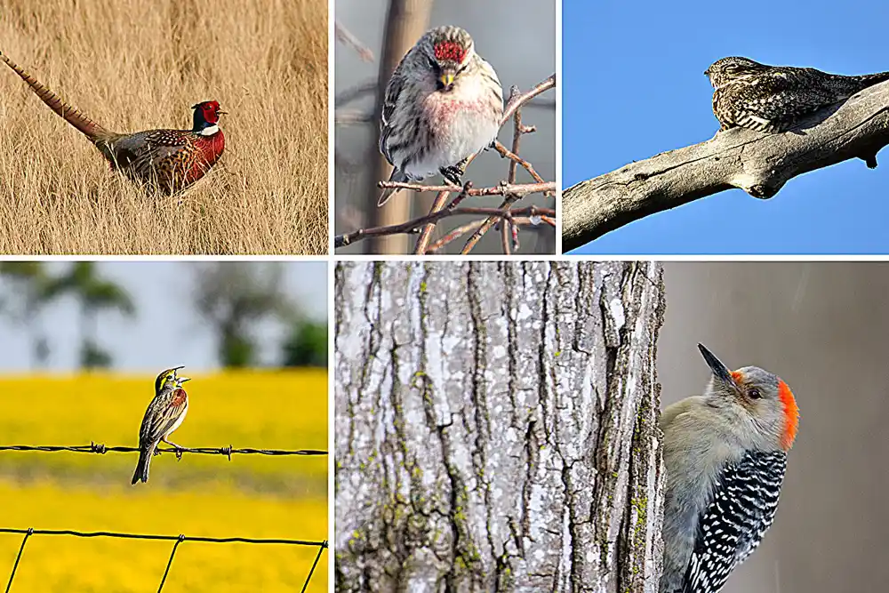 Dvorišta, urbani parkovi podržavaju raznolikost ptica na jedinstven način