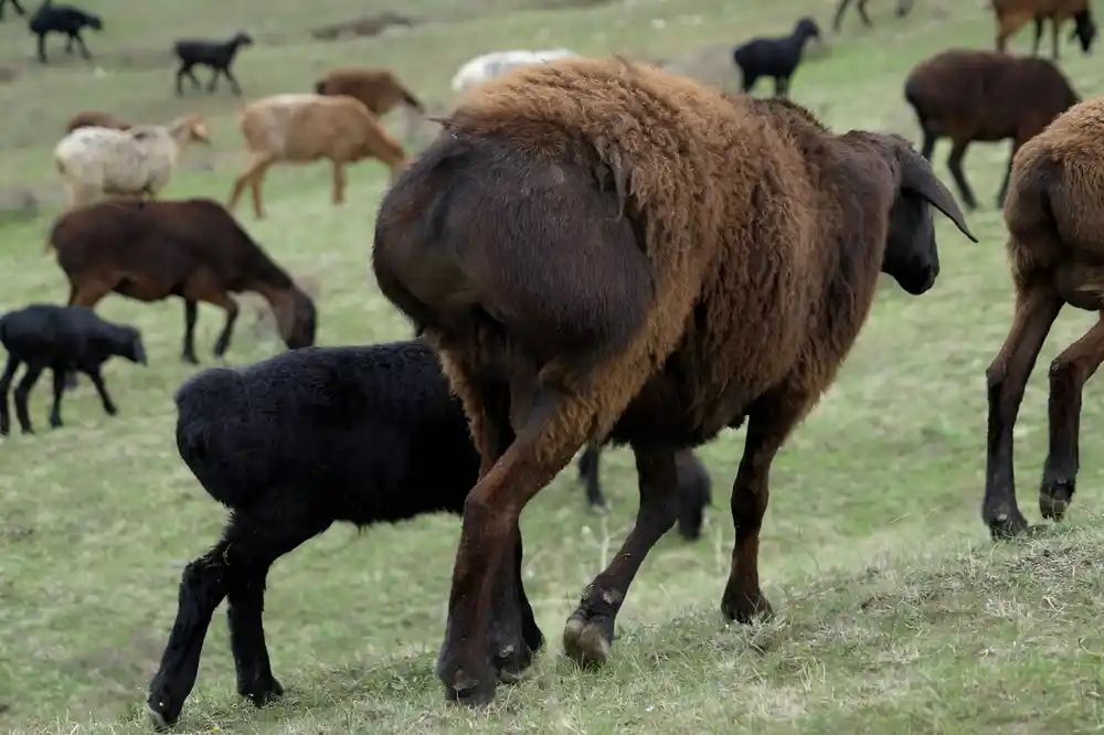 Džinovska ovca pomaže Tadžikistanu da prebrodi klimatske promene