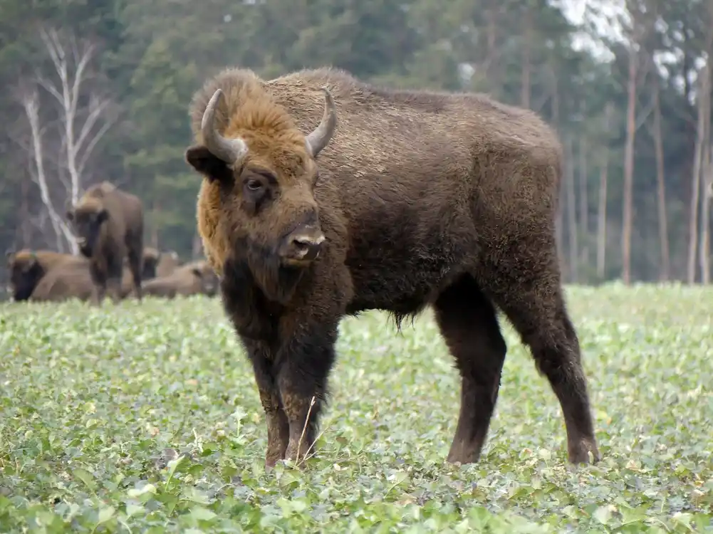 Evropski bizon se može dobro prilagoditi mediteranskoj klimi južne Španije, sugeriše analiza