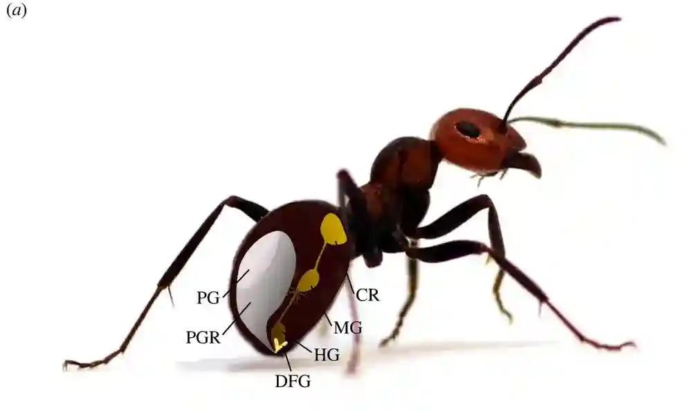 Feromoni mrava mogu pomoći u zaštiti planinara i kampera od krpelja