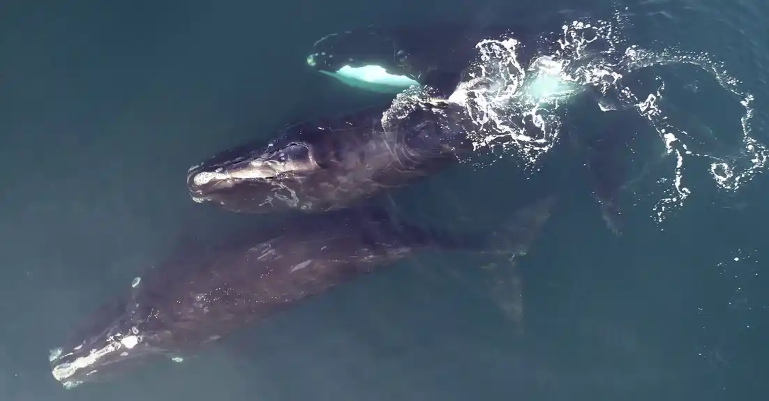 Gde su nestali svi pravi kitovi? Istraživači mapiraju gustinu naseljenosti da bi napravili predviđanja