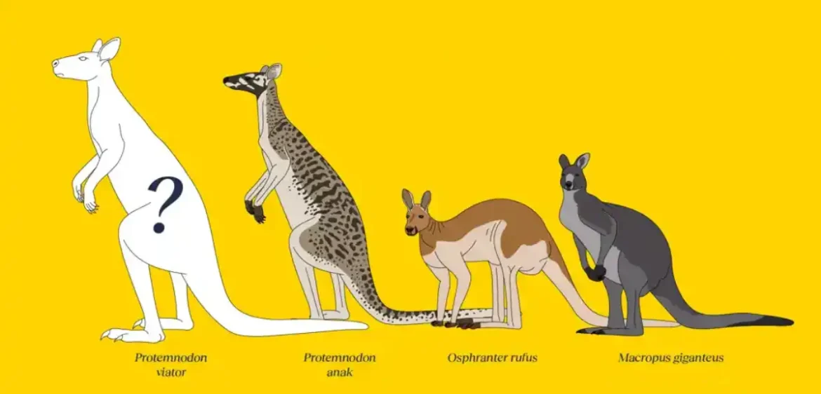 Iskopavanje novih vrsta džinovskih fosilnih kengura Australije i Nove Gvineje