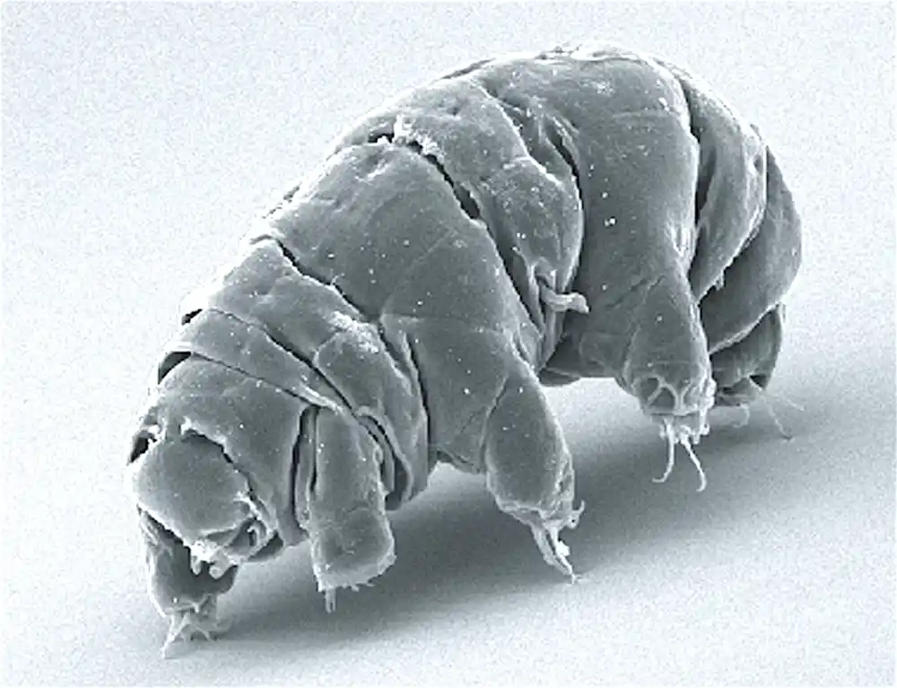 Istraživači otkrivaju nove naznake kako tardigradi mogu da prežive intenzivno zračenje