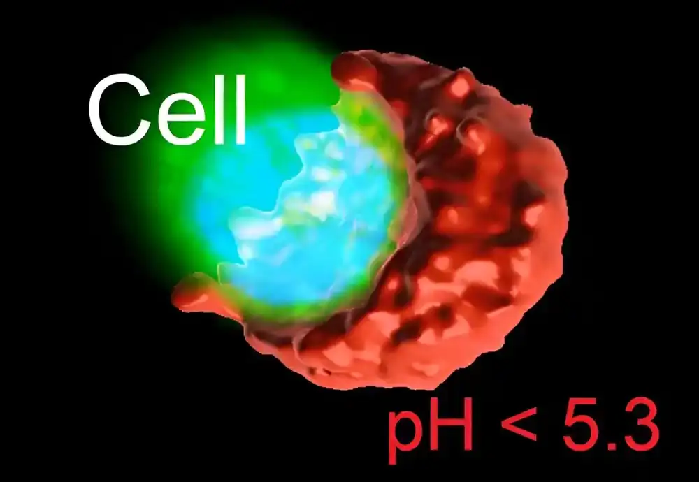 Istraživači otkrivaju zaštitni ‘kiseli zid’ koji formiraju ćelije raka