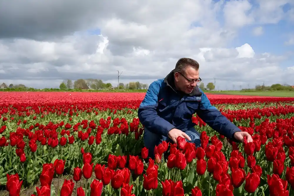 Klimatske promene i Bregzit prete holandskoj industriji lala