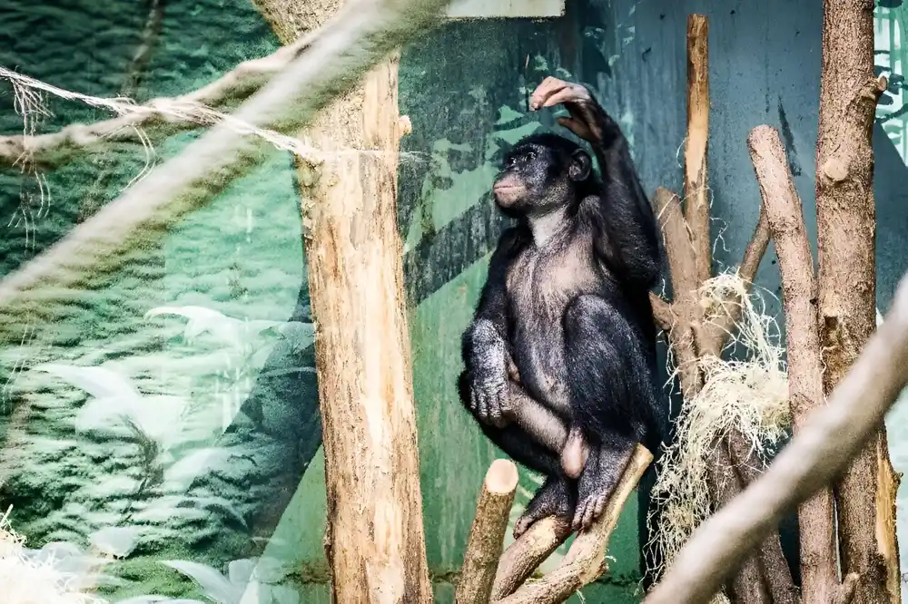 Studija otkriva da agresivni mužjaci bonoba privlače više partnera