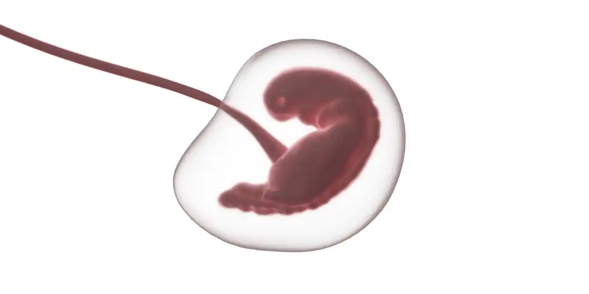 Mikrobiom majke tokom gestacije: razjašnjavanje složenosti mikrobioma majke i poremećaja trudnoće